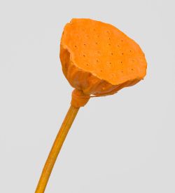 TR 603M Росток семени Лотоса