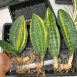 Сансевиерия MASONIANA CONGO