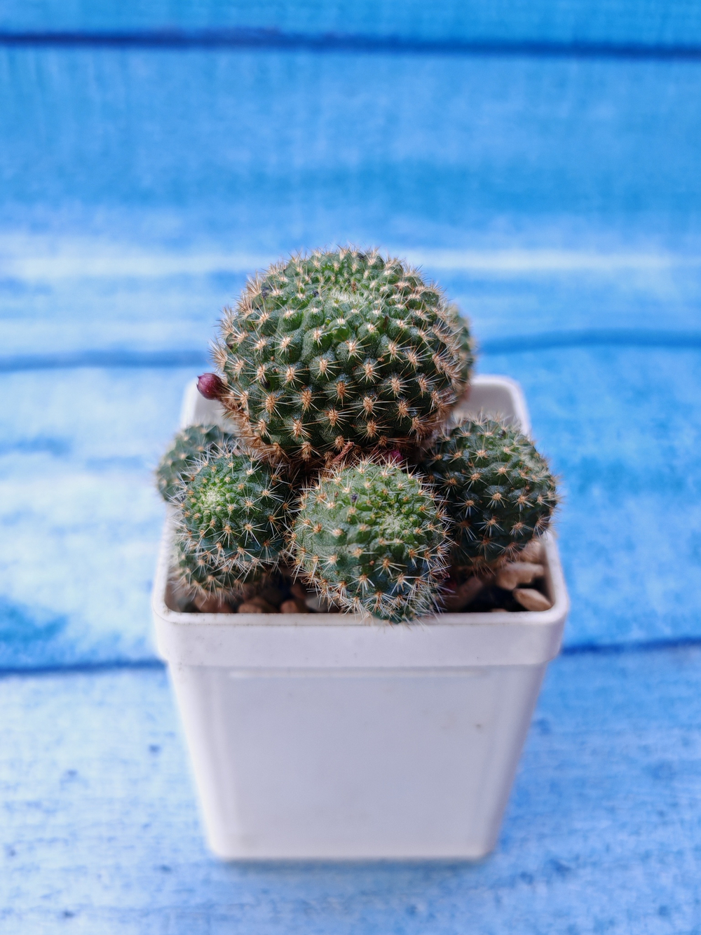 Rebutia Perplexa (Ребуция)