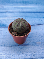 Euphorbia Obesa (Эуфорбия)
