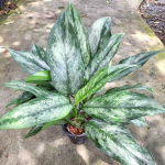 Аглаонема RUAY NGERN