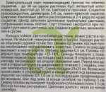 Астра Помпонная Темно-красная 0,2 г СМЦ-426