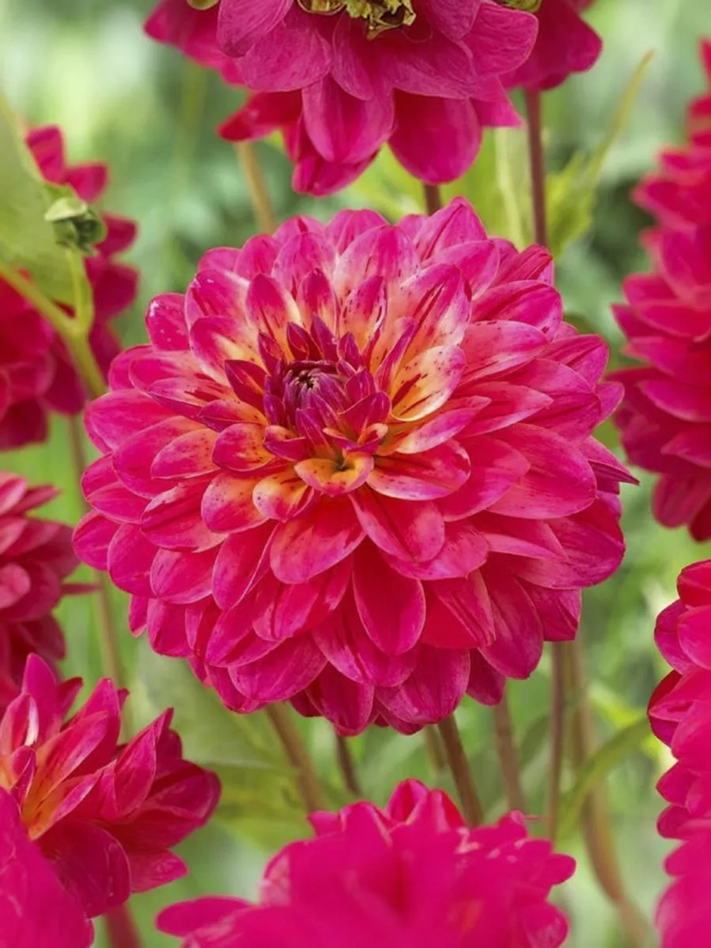 Георгин помпонный Войс