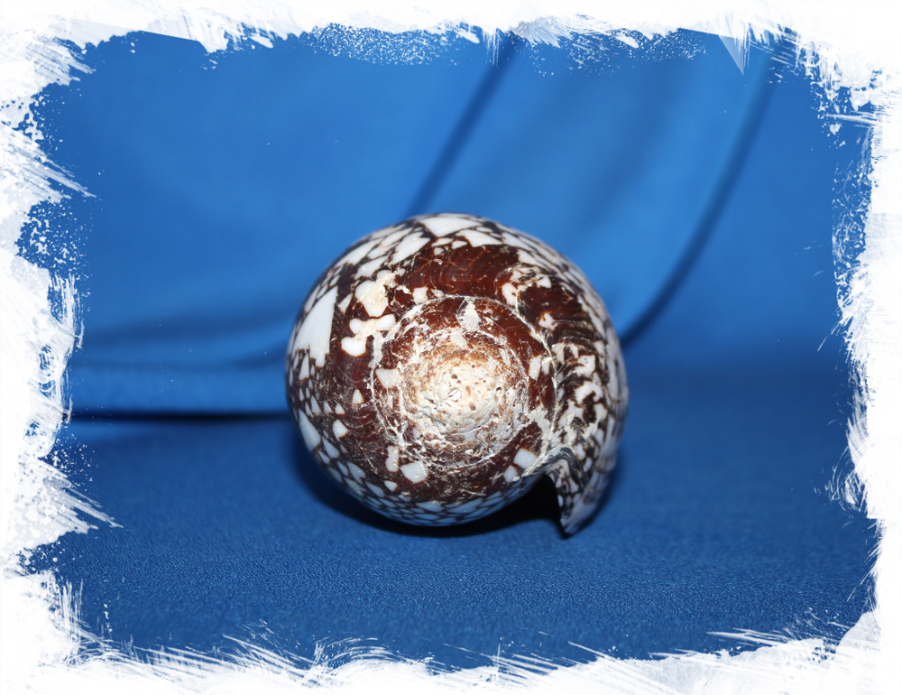 Конус ауликус (Conus aulicus)