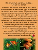 Нематантус Золотая рыбка