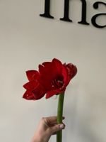 Амариллис красный