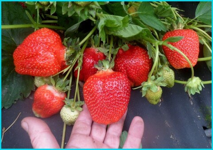 Клубника Азия (Asia)