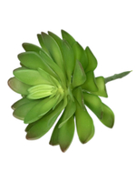 Суккулент 112 зеленый