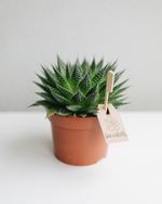 Хавортия классическая