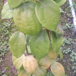 Хойя PENTAPHLEBIA