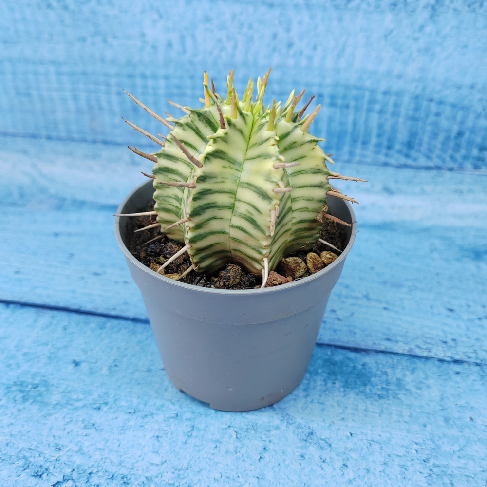 Euphorbia meloformis f. Variegated (Эуфорбия вариегатная)