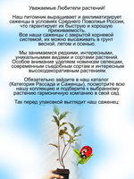Дёрен Ауреа Золото декоративный кустарник