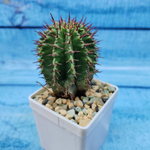 Euphorbia Horrida (Эуфорбия)