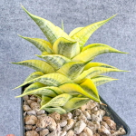 Сансевиерия SINDORO VAR