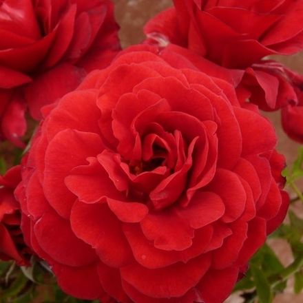 Леди Райдер оф Варшаф (Lady Ryder of Warsaw)