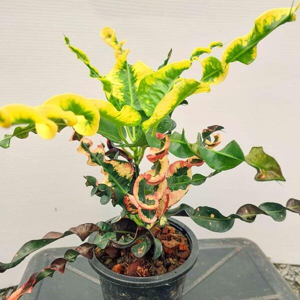 Кротон YAK MAMAESIN