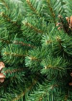 Ель с шишками «Снежная королева зелёная» (Пвх) 3,5 м