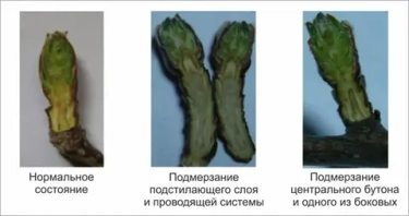 Как оценить подмерзание плодовых почек после сибирских морозов: простая диагностика