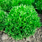 Нордис семена салата ромэн (Syngenta / Сингента)