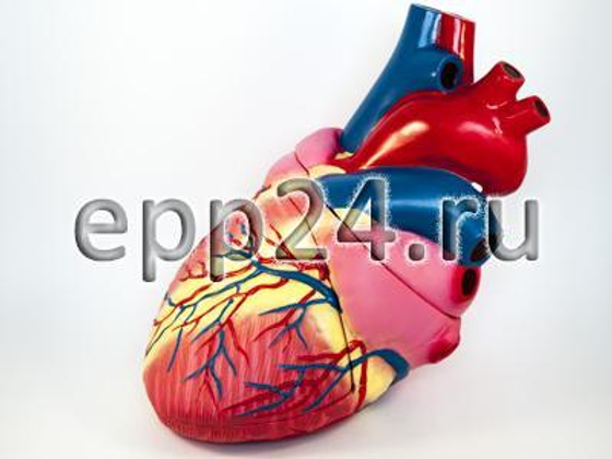 Комплект анатомических моделей