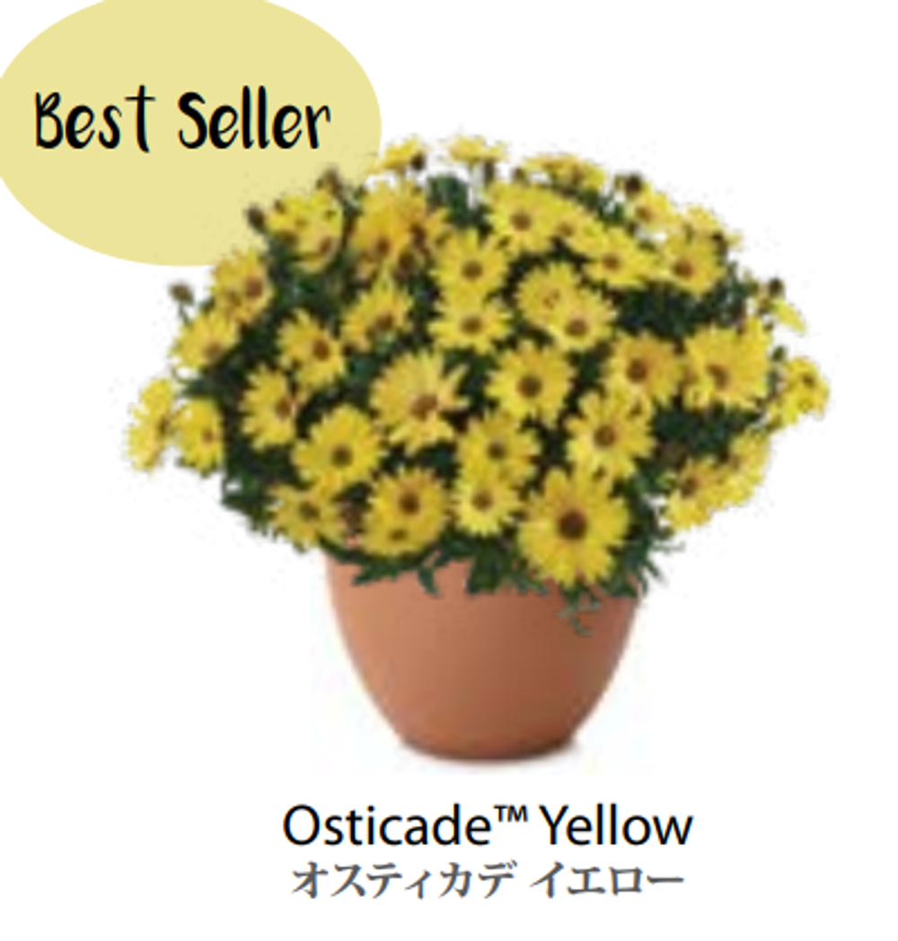 ЕВРО Остеоспермум Osteospermum Osticade Yellow НЕукор черенок середина ноября 25