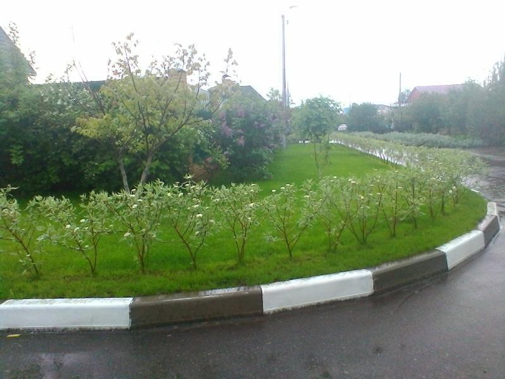 Живая изгородь