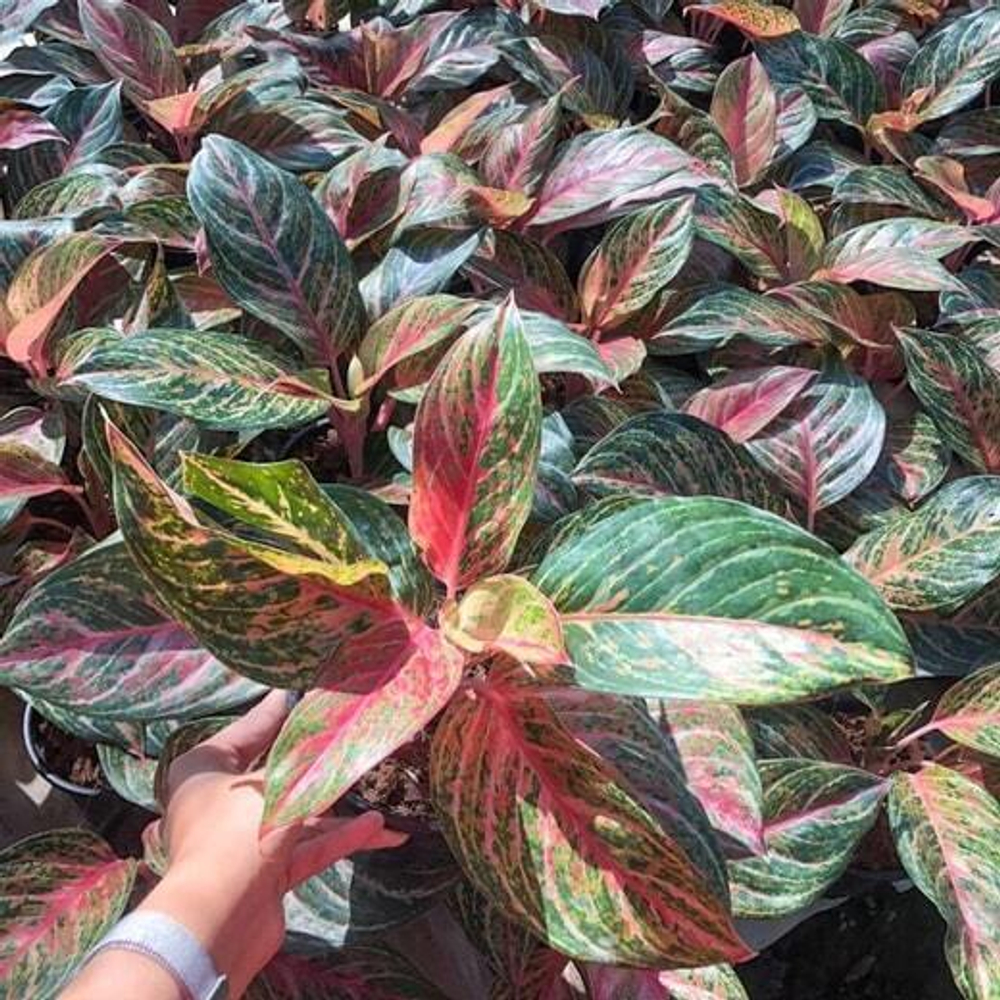 Аглаонема MISS THAILAND