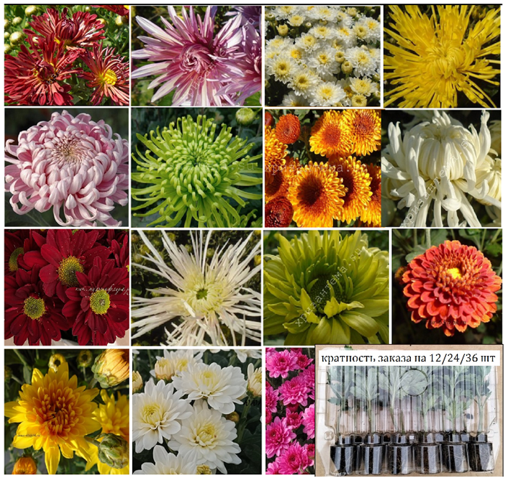 набор № 6 СБОР /поставка май 2026г/ 12 шт.