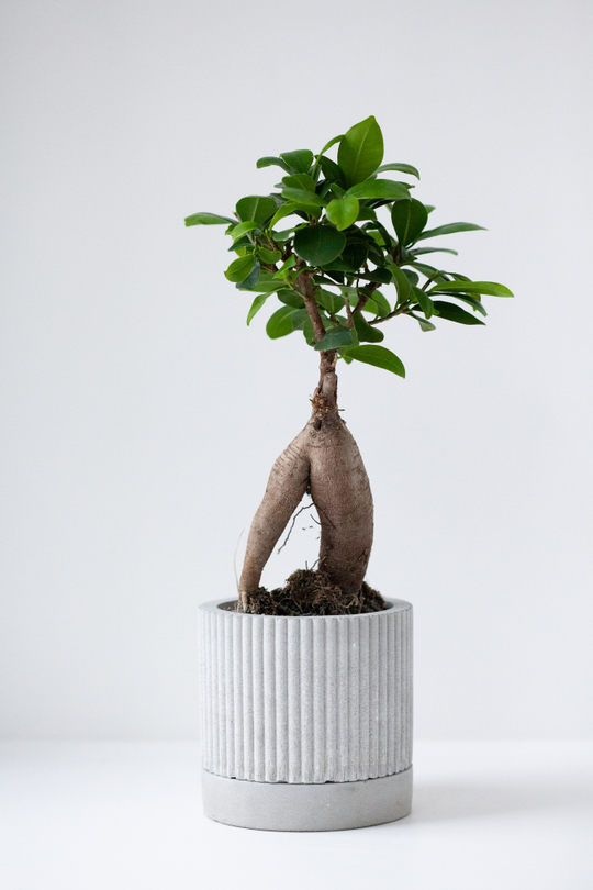 Цилиндр "Линии", серый, д 11