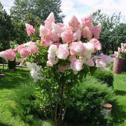 «Ванилла Фрейз» ( Vanille Fraise)  Метельчатая Гортензия Р9