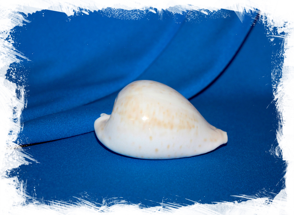 Ципрея хеситата (Cypraea hesitata)