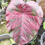 Колоказия SCARLET FAIRY