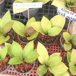 Антуриум GOLDEN CUPBOARD /KING OF KINGS