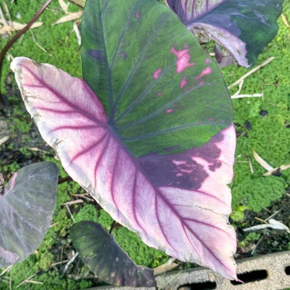 Колоказия PHUSA DIAMOND