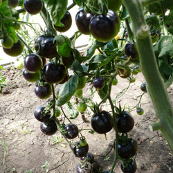 Помидоры - Indigo Rose - Индиго Розе