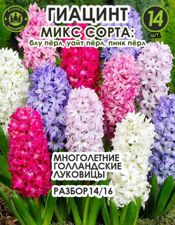 Луковицы цветов Гиацинт микс сорта, 14 шт