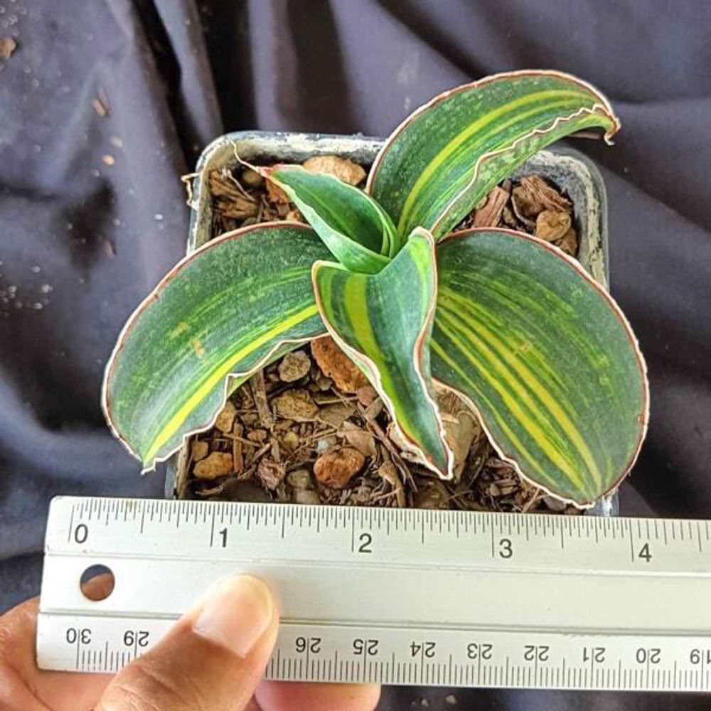 Сансевиерия HORWOOD BLACK VAR