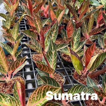 Аглаонема SUMATRA