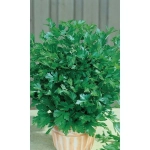 Семена Петрушка Нежность- листовая (Марс) Б/П