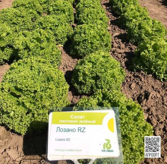 Лозано семена салата лолло блонда (Rijk Zwaan / Райк Цваан) в поле – фото 7
