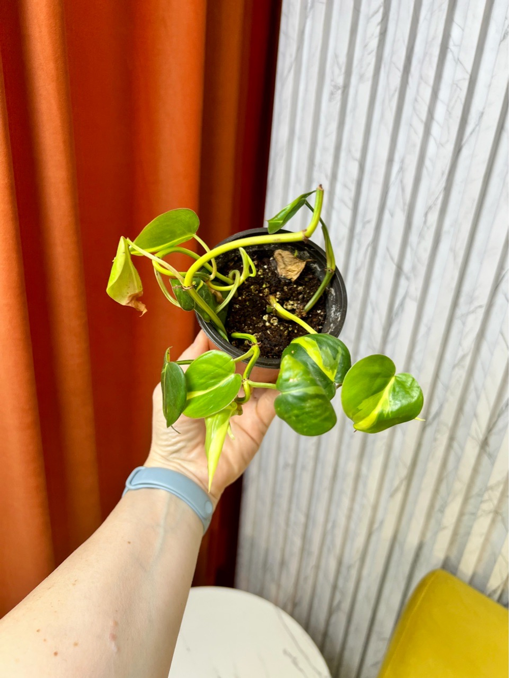 Филодендрон Сканденс Бразил, D9см Н15см, 1шт, Urban Jungle