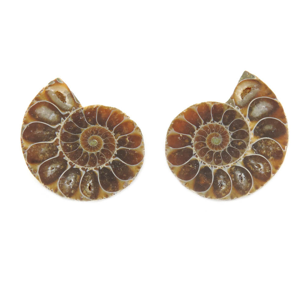 Аммонитовая пара