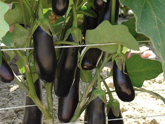 ДЕСТАН F1 семена баклажана (Enza Zaden | Alexagro) – фото 2