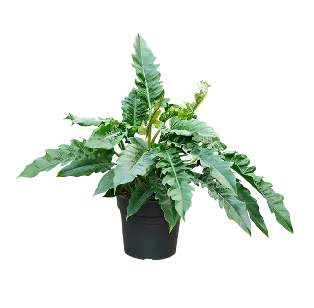 Филодендрон Нэрроу