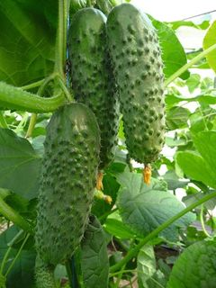 Огурец Аристан F1 50 (семян)