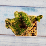 Opuntia cylindrica cristata (Опунция кристатная)