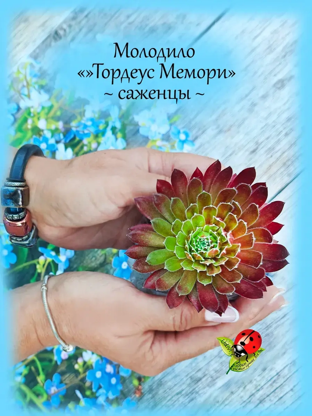Молодило Тордеус Мемори двухцветное