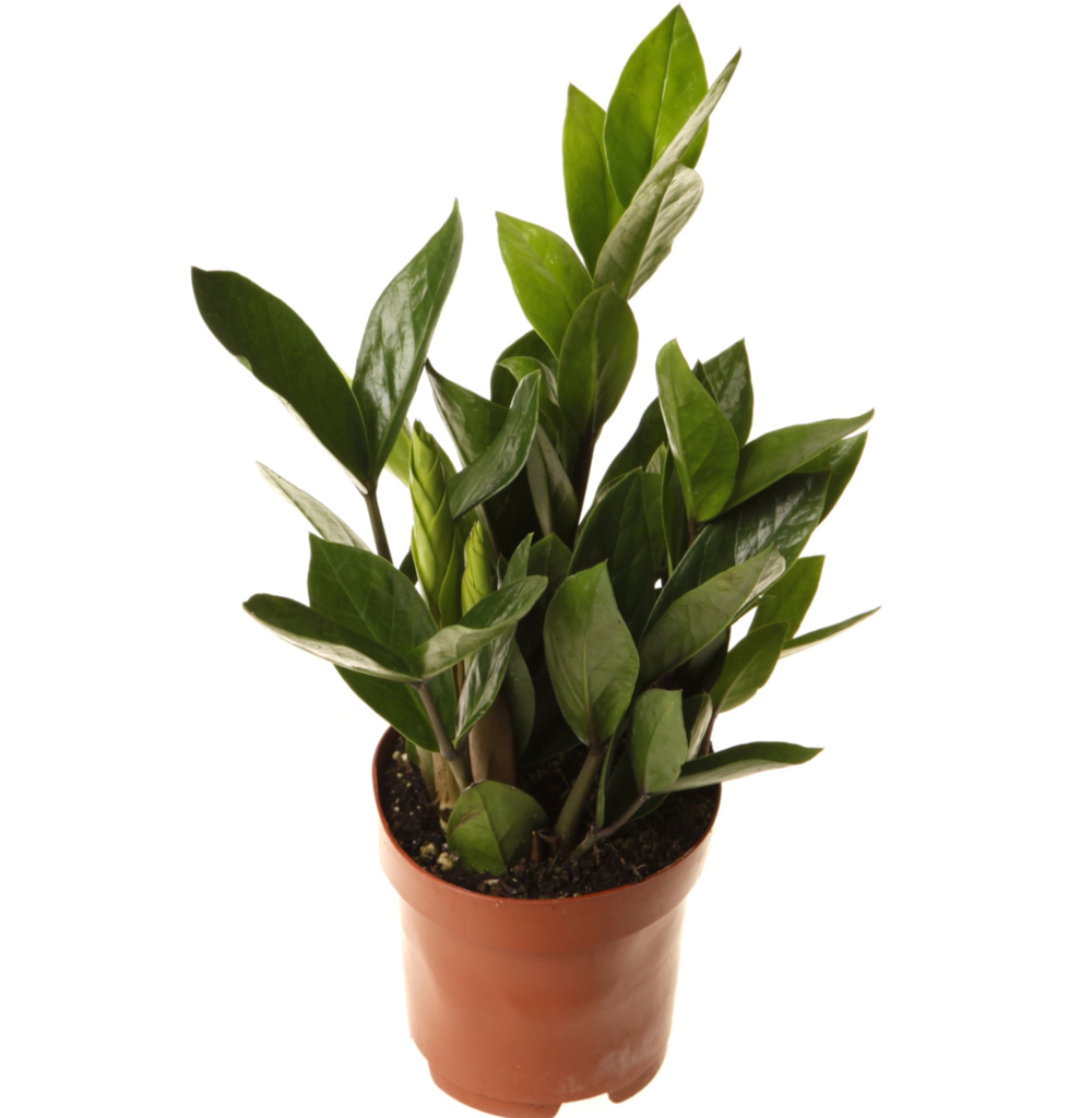 Замиокулькас