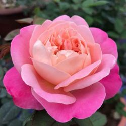 Дрим Лайт (Dream Light)