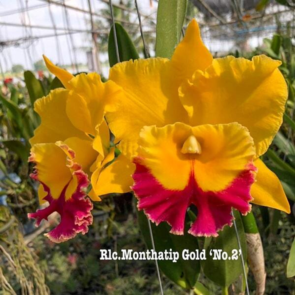 Орхидея ринхолелиокаттлея RLC. MONTHATIP GOLD N2